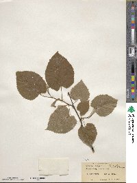 Tilia americana image