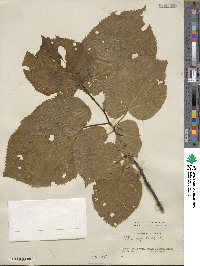 Tilia americana image