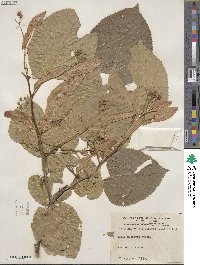 Tilia americana image