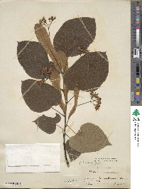 Tilia americana image