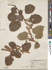 Tilia americana image