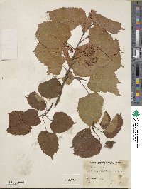 Tilia americana image