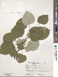 Tilia oliveri image