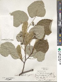 Tilia oliveri image