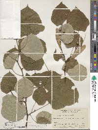 Tilia oliveri image