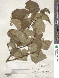 Tilia oliveri image