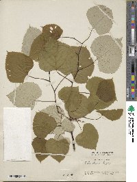 Tilia oliveri image