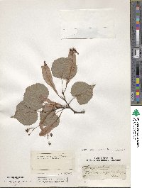 Tilia cordata image