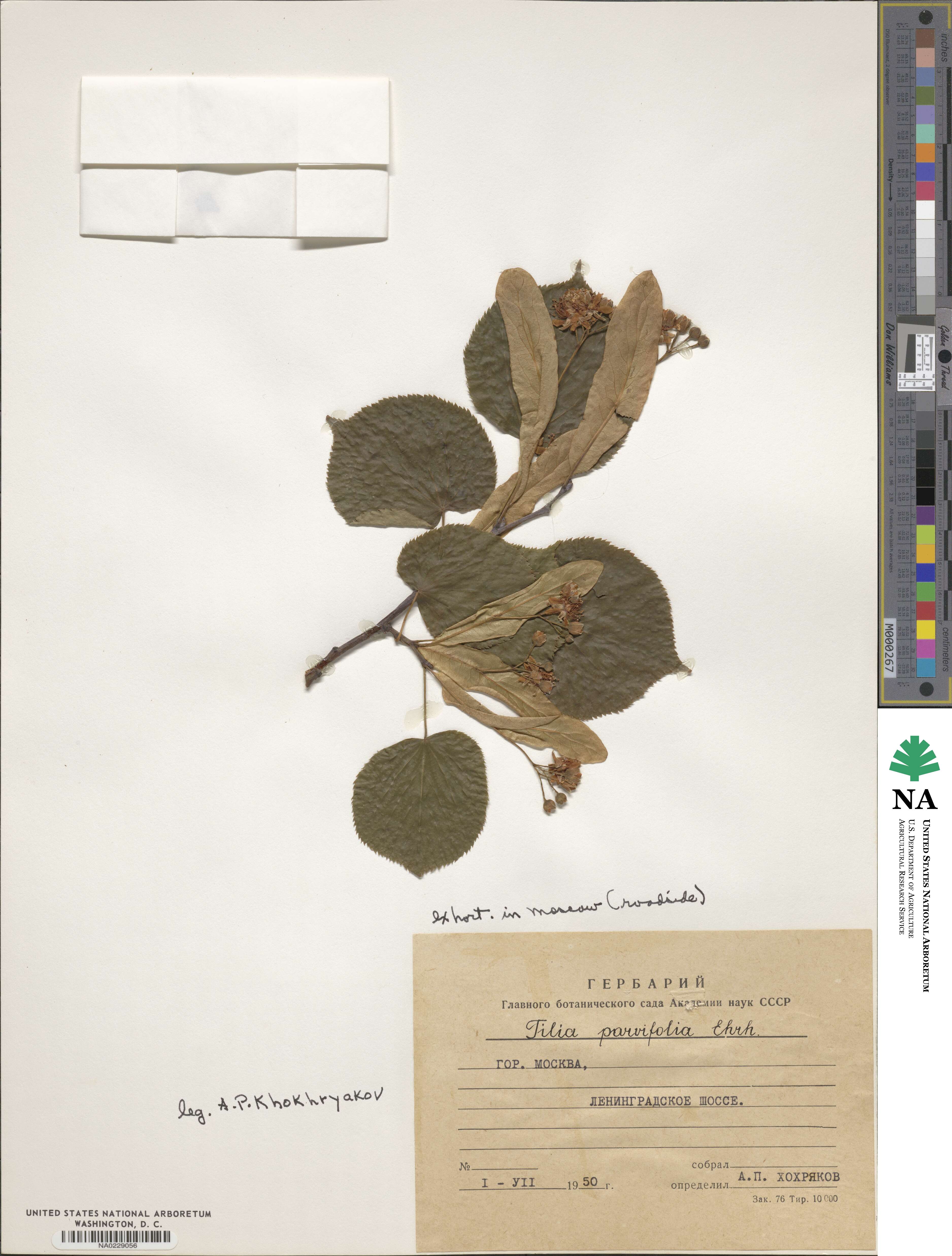 Tilia cordata subsp. cordata image