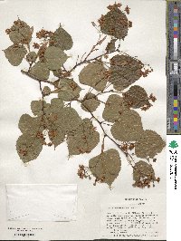 Tilia paucicostata image