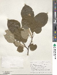 Tilia tomentosa var. petiolaris image