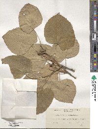 Tilia tomentosa var. petiolaris image