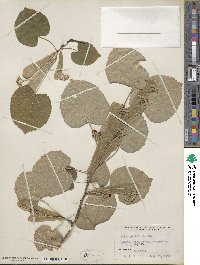 Tilia tomentosa var. petiolaris image