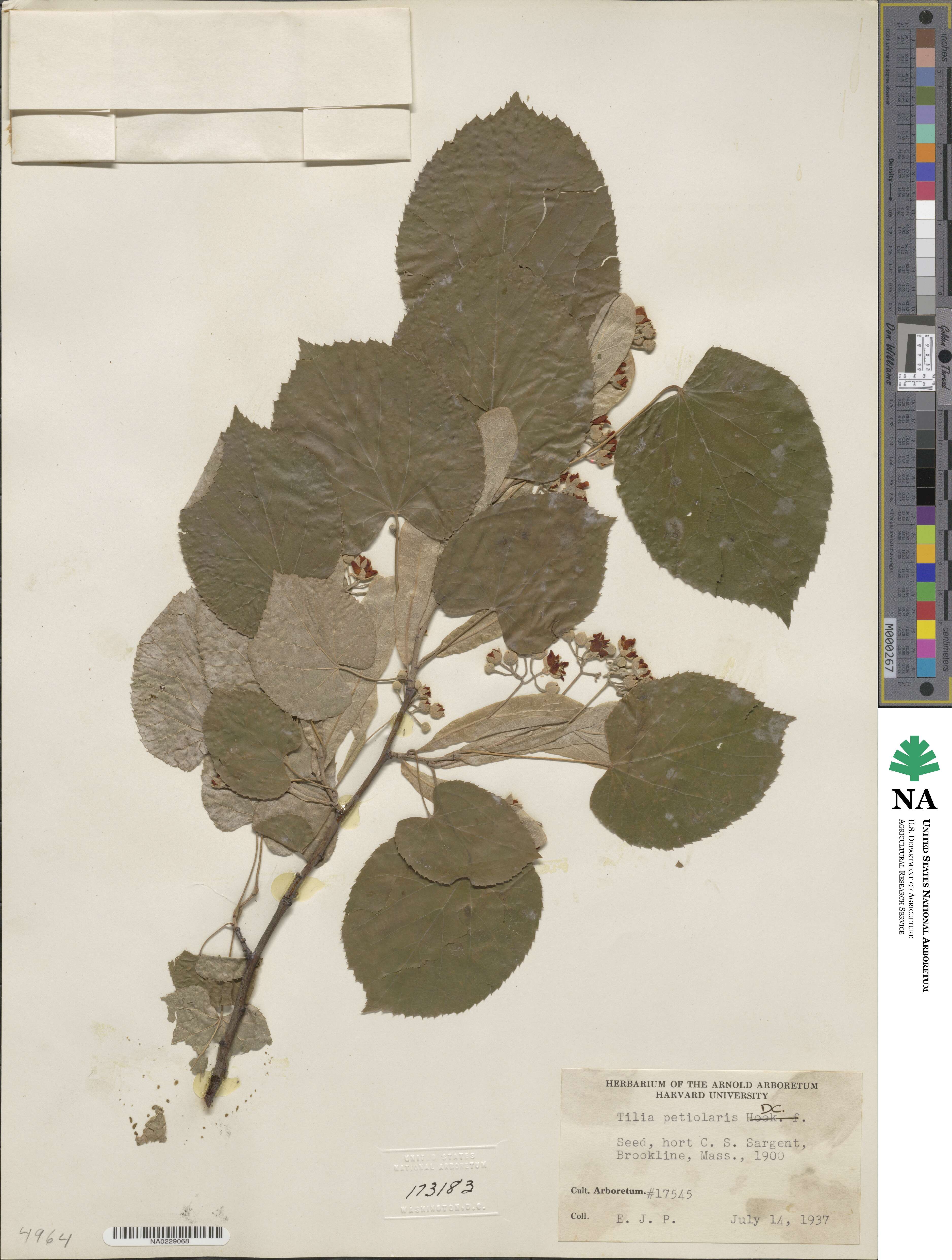 Tilia tomentosa image