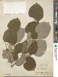 Tilia tomentosa var. petiolaris image