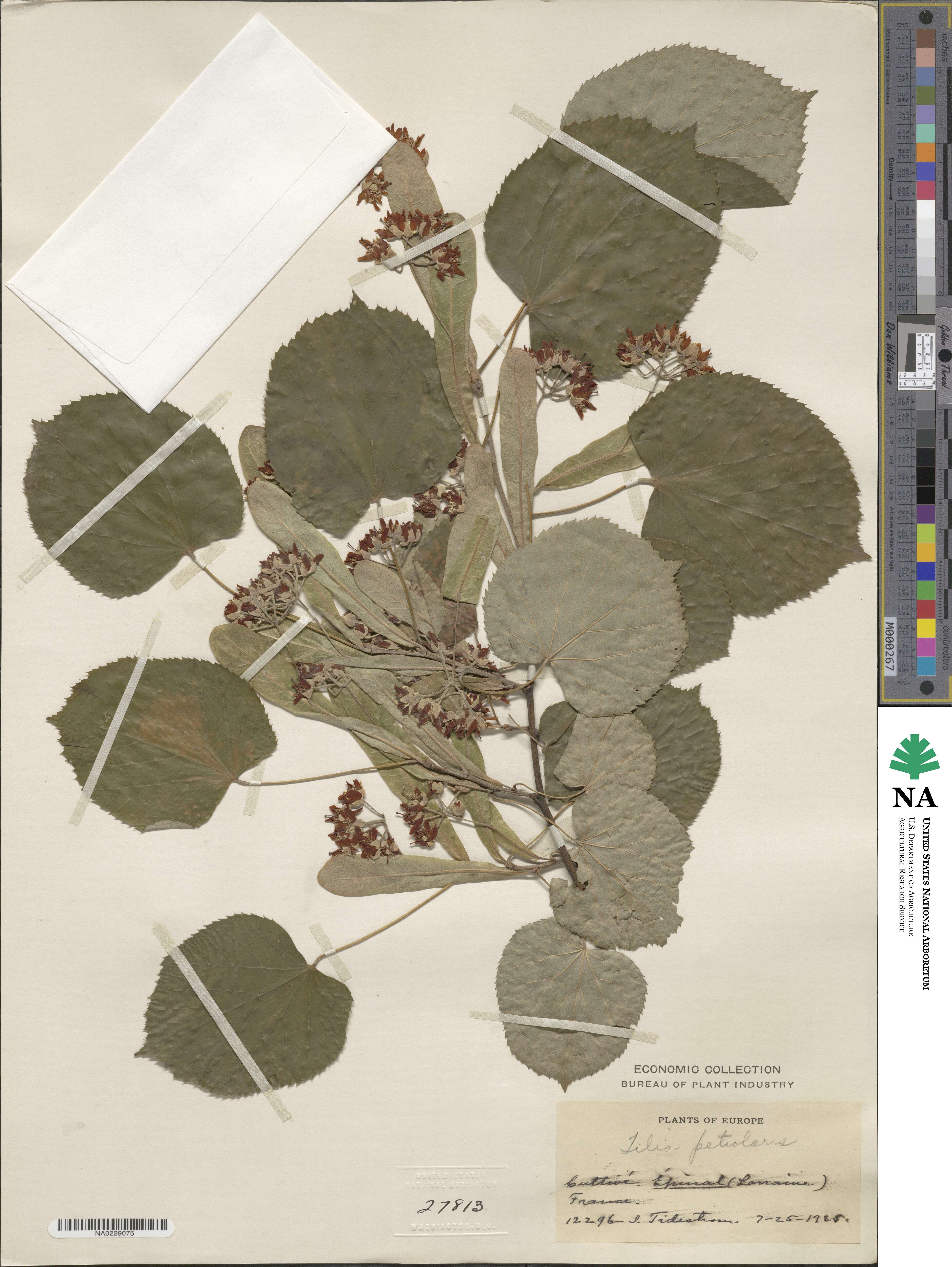 Tilia tomentosa image