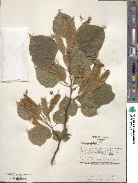 Tilia platyphyllos image