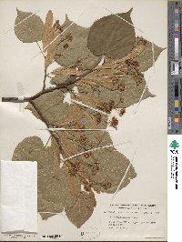 Tilia platyphyllos image