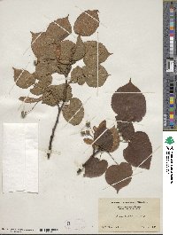 Tilia platyphyllos image