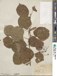 Tilia platyphyllos image