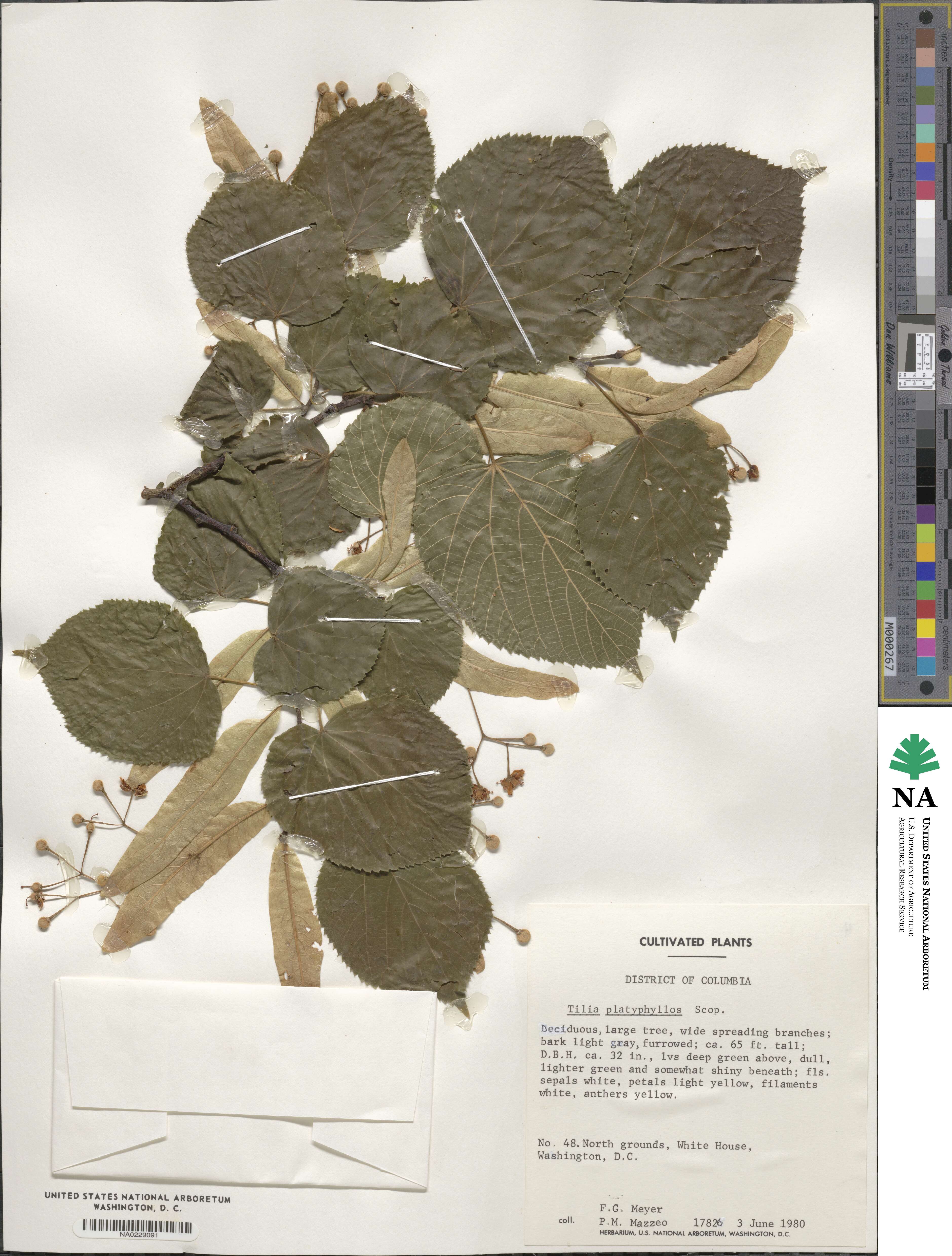 Tilia platyphyllos image