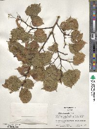 Tilia platyphyllos image