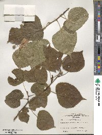 Tilia platyphyllos image