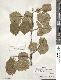 Tilia platyphyllos image