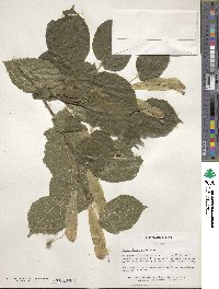 Tilia platyphyllos image