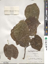 Tilia platyphyllos image