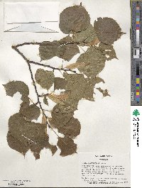 Tilia platyphyllos image