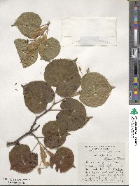 Tilia platyphyllos image