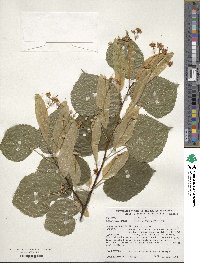 Tilia platyphyllos image