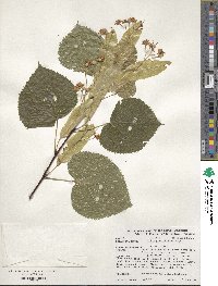 Tilia platyphyllos image