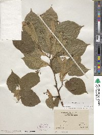 Tilia platyphyllos image