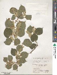 Tilia platyphyllos image