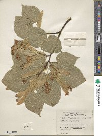 Tilia platyphyllos image