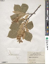 Tilia platyphyllos image