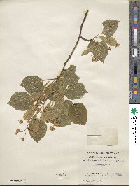 Tilia platyphyllos image