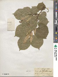 Tilia platyphyllos image