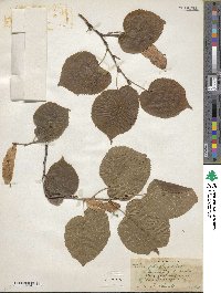 Tilia platyphyllos image