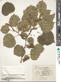 Tilia platyphyllos image