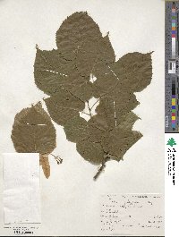 Tilia platyphyllos image