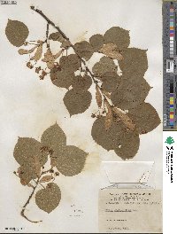 Tilia platyphyllos image