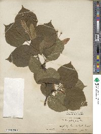 Tilia platyphyllos image