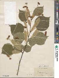 Tilia platyphyllos image