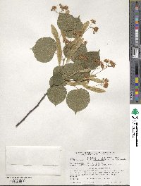 Tilia platyphyllos image