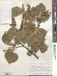 Tilia platyphyllos image