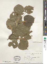 Tilia platyphyllos image