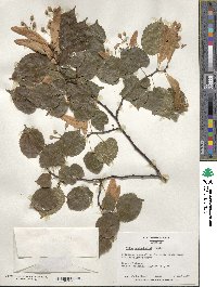 Tilia platyphyllos image